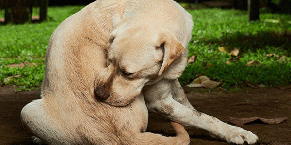 Shar pei deals food allergies